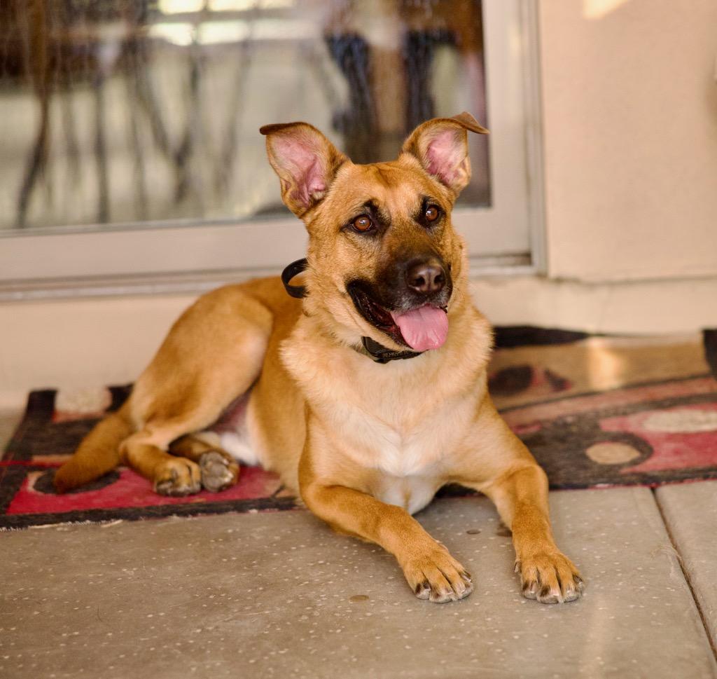 Renton, an adoptable German Shepherd Dog in Cave Creek, AZ, 85331 | Photo Image 5