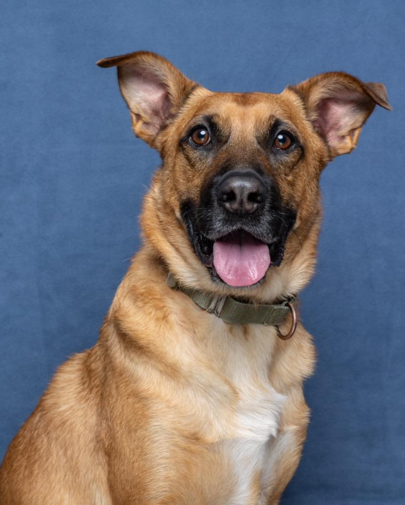 Renton, an adoptable German Shepherd Dog in Cave Creek, AZ, 85331 | Photo Image 1