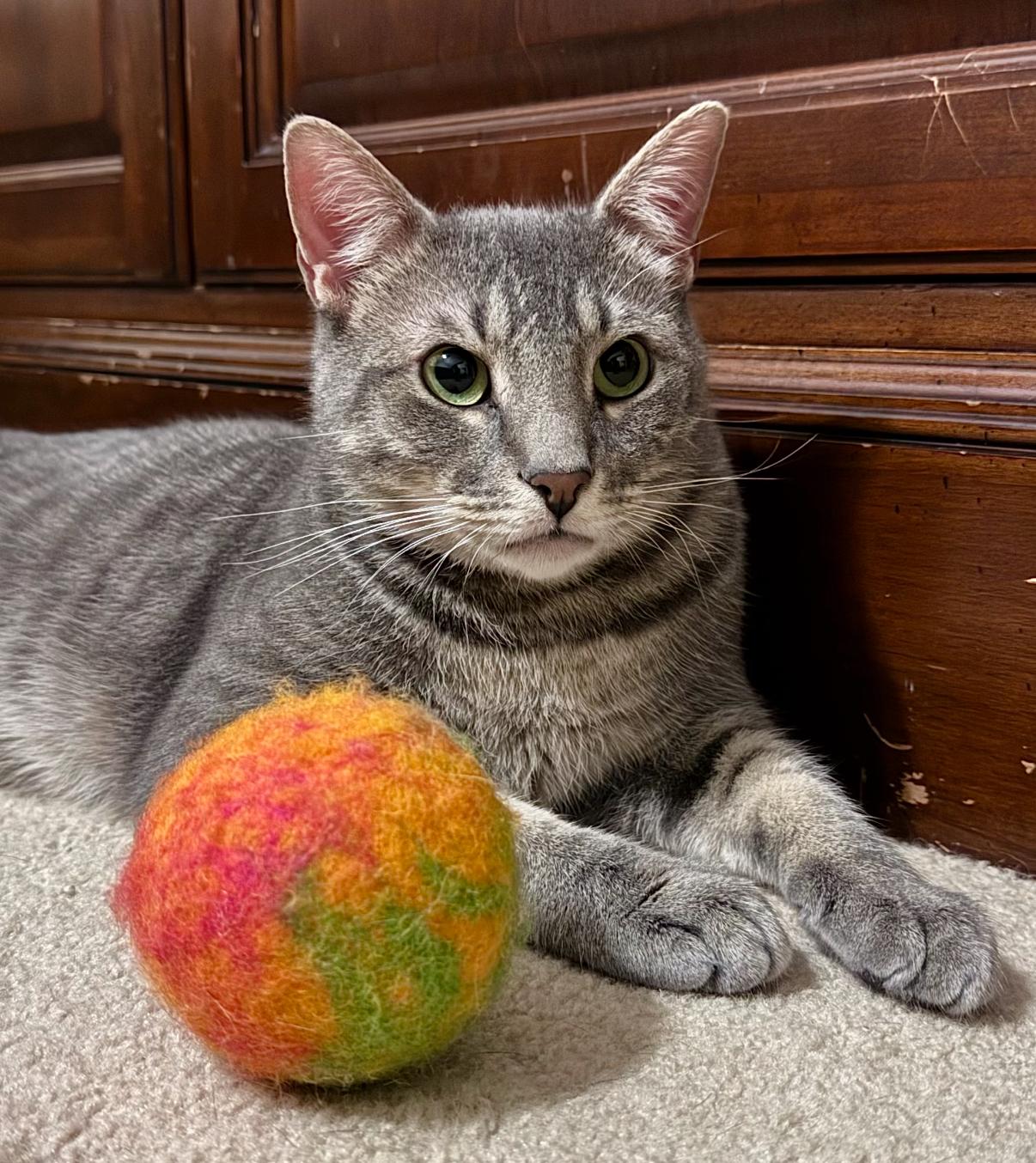 Lucas, Adoptable, Adult Male Domestic Short Hair.