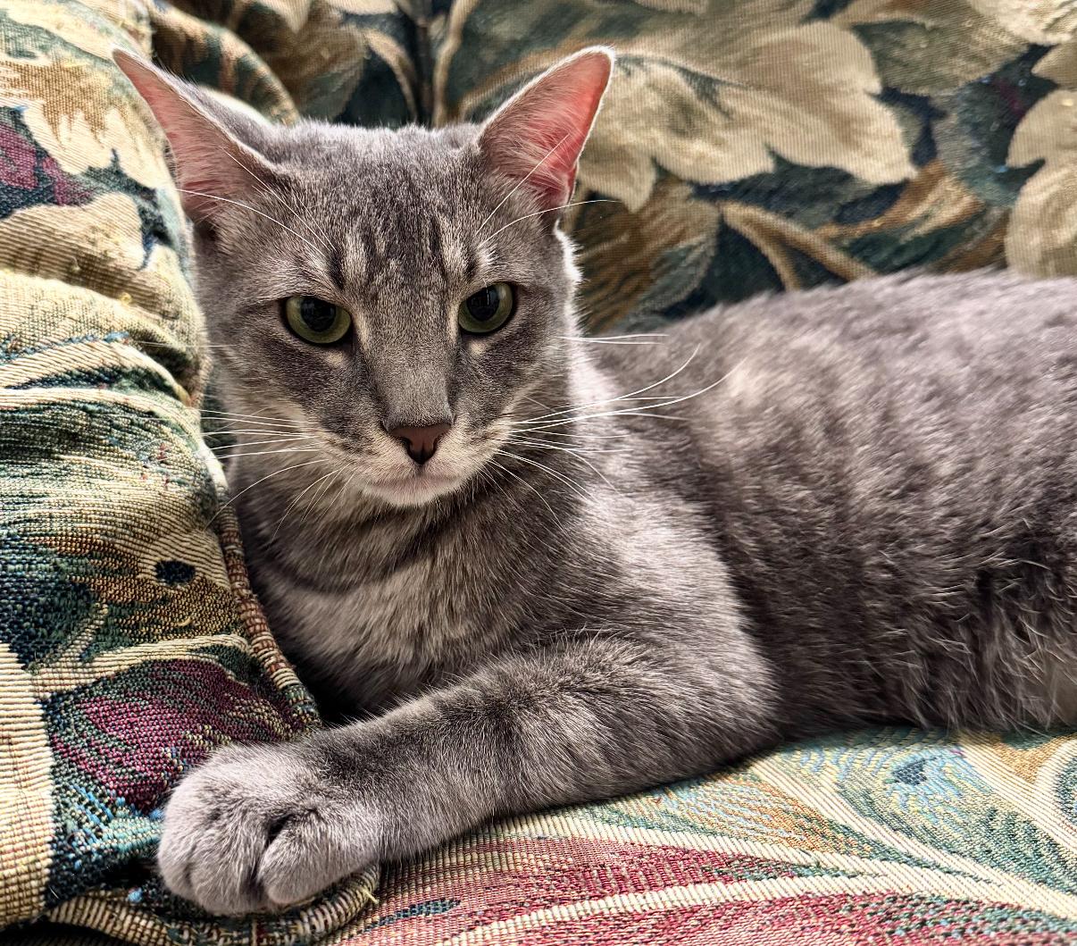 Lucas, a Adoptable Domestic Short Hair in Ponte vedra, FL image 2/2