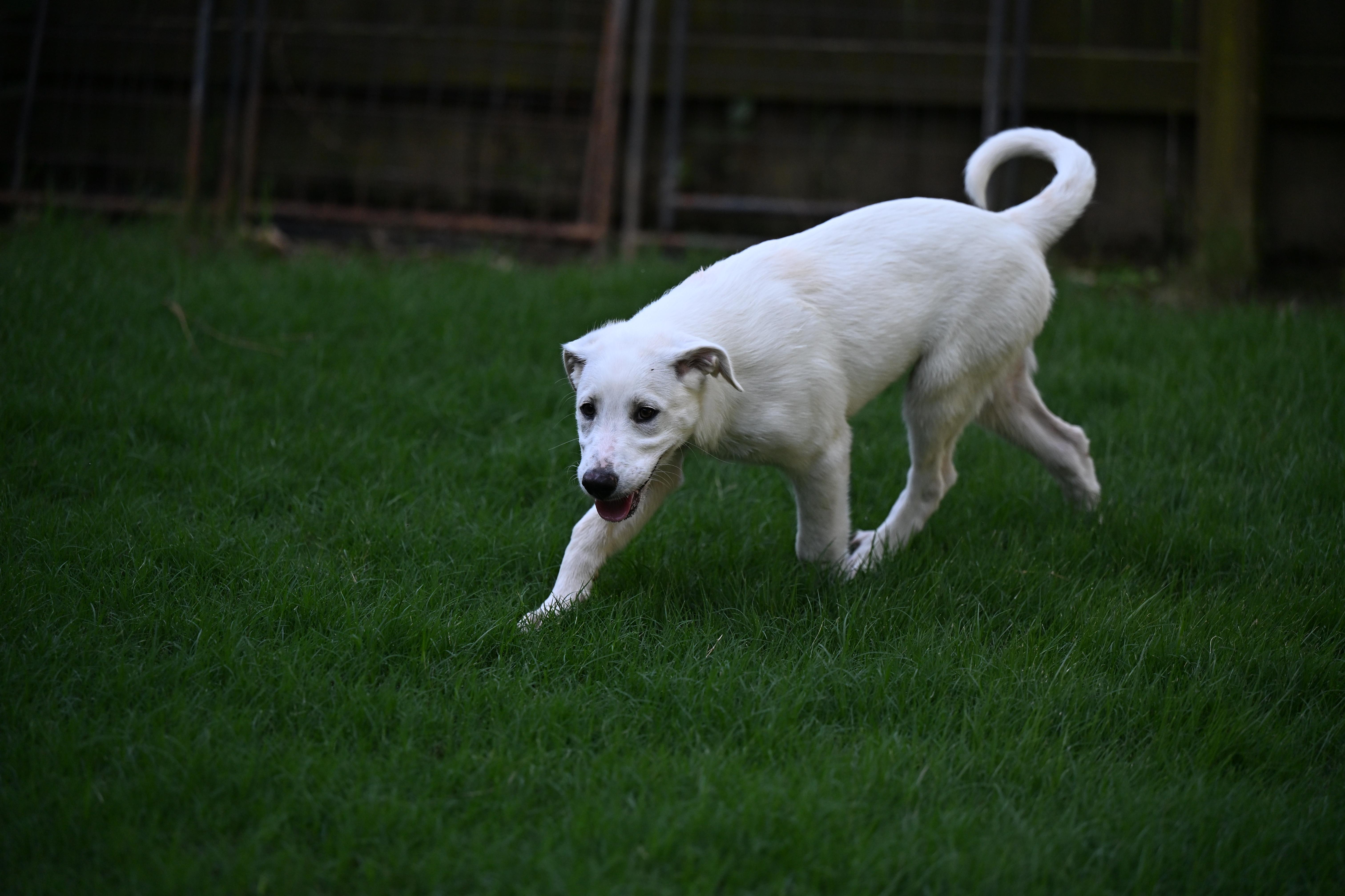 Enlarge Coco Chanel (Coco) - Designer Doggos, a Adoptable mixed breed in Newport, RI image 3/6