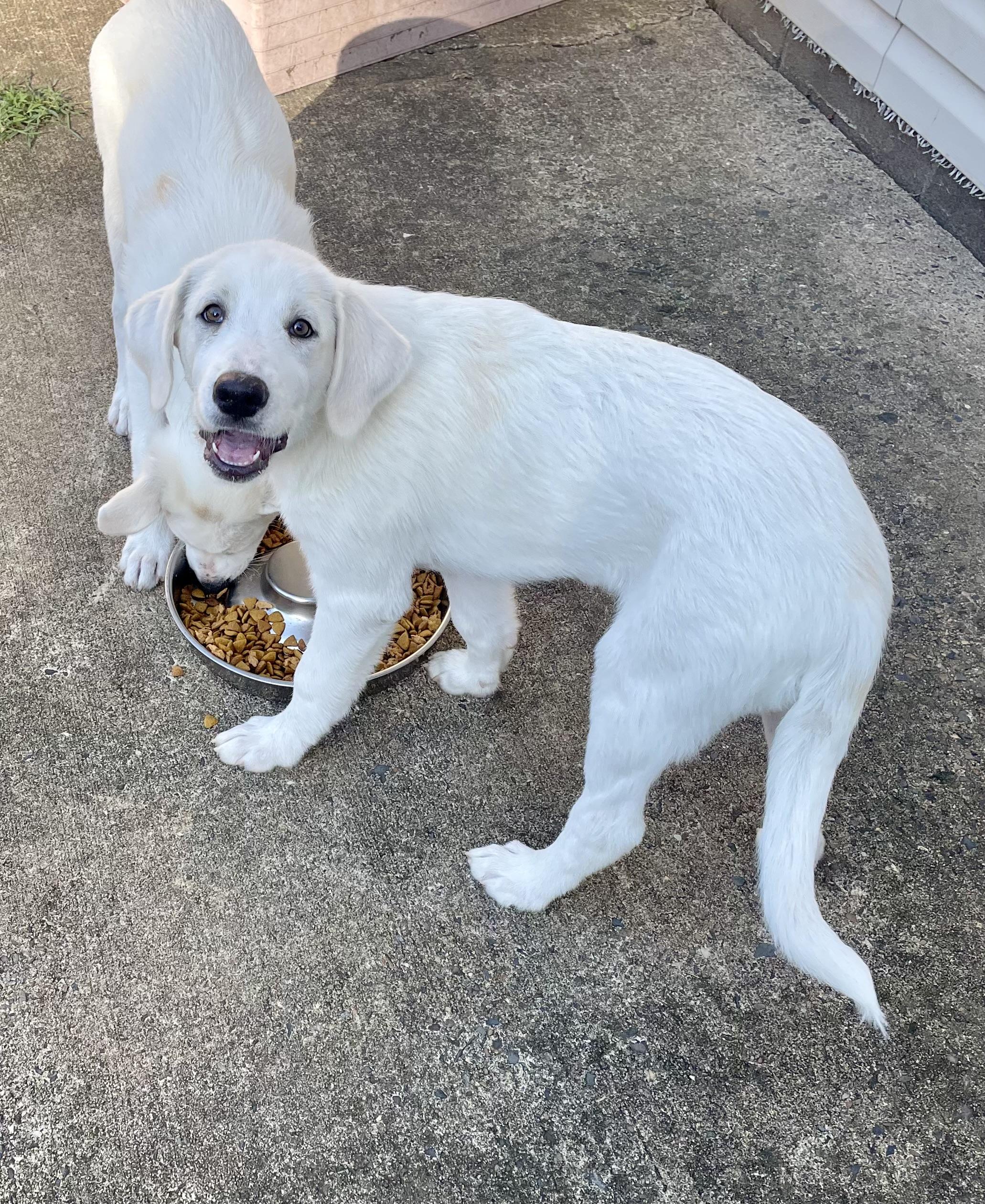 Enlarge Coco Chanel (Coco) - Designer Doggos, a Adoptable mixed breed in Newport, RI image 4/6