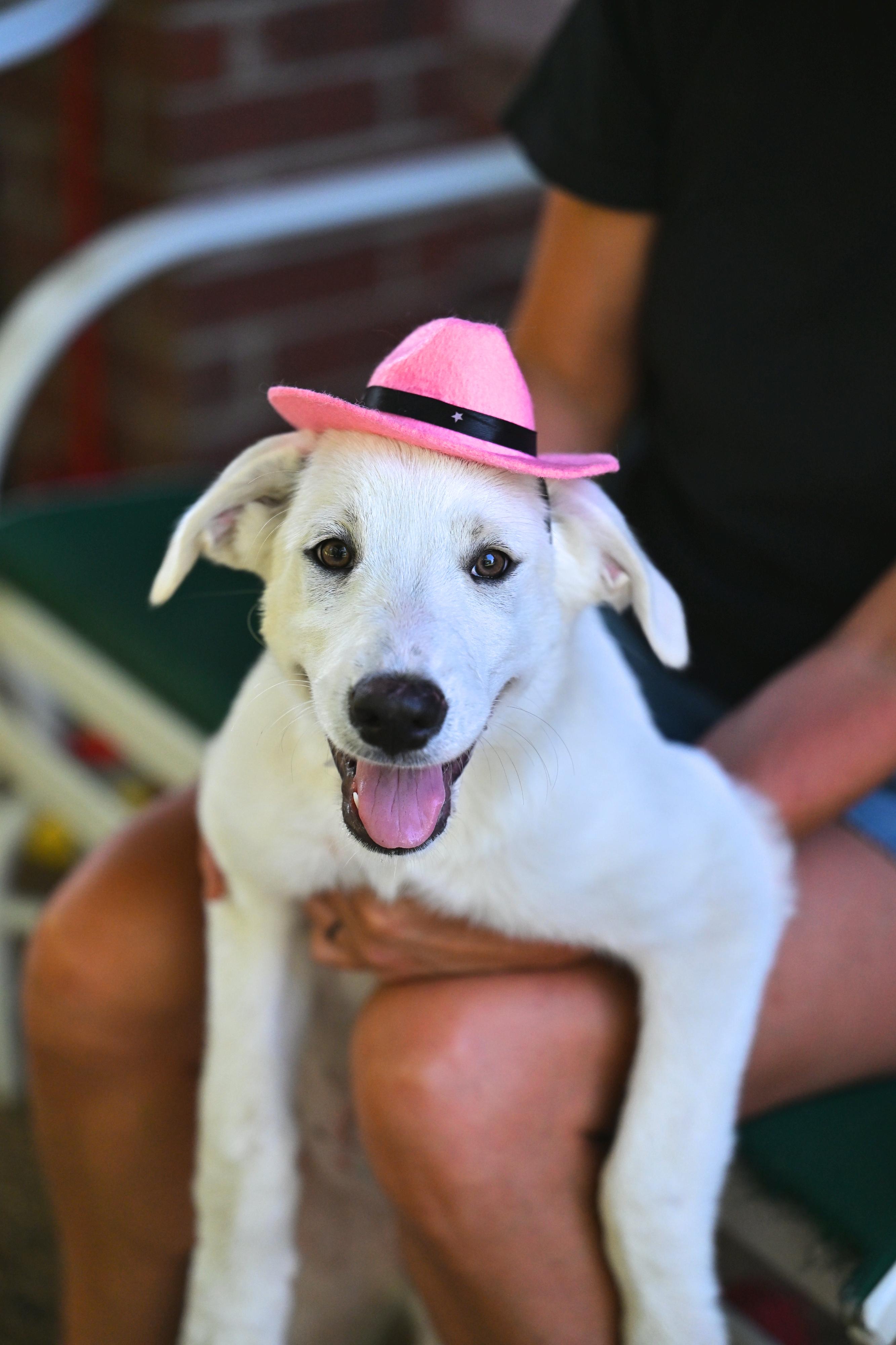 Enlarge Coco Chanel (Coco) - Designer Doggos, a Adoptable mixed breed in Newport, RI image 2/6