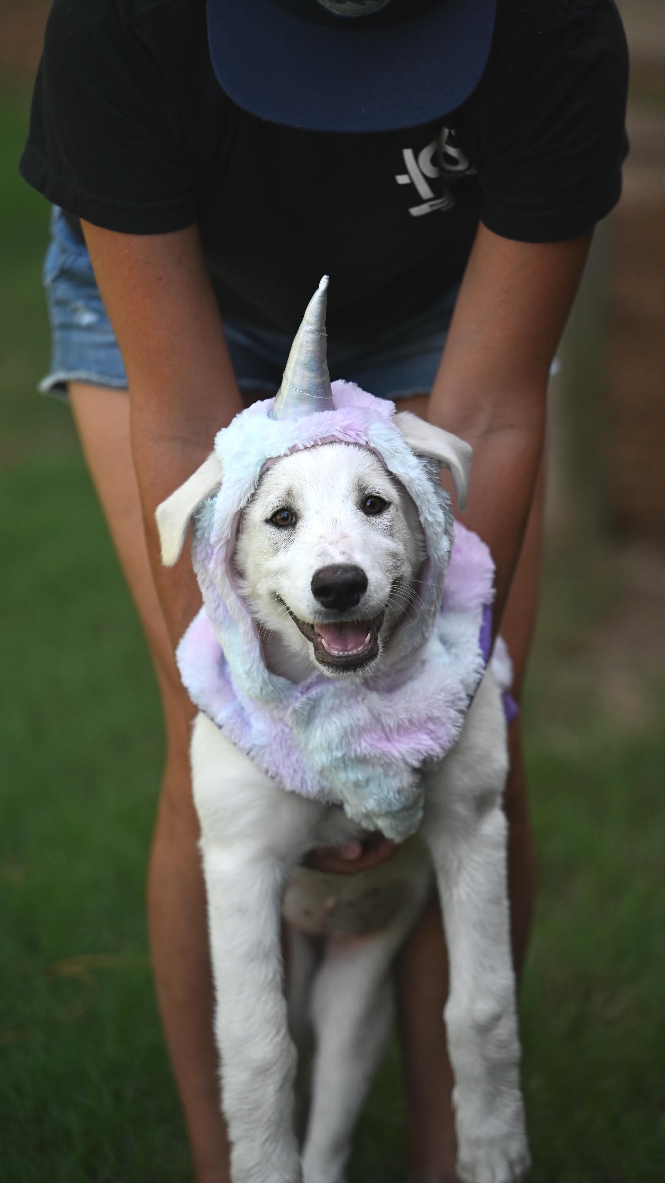 Coco Chanel (Coco) - Designer Doggos, Adoptable, Puppy Female Australian Shepherd & Great Pyrenees.