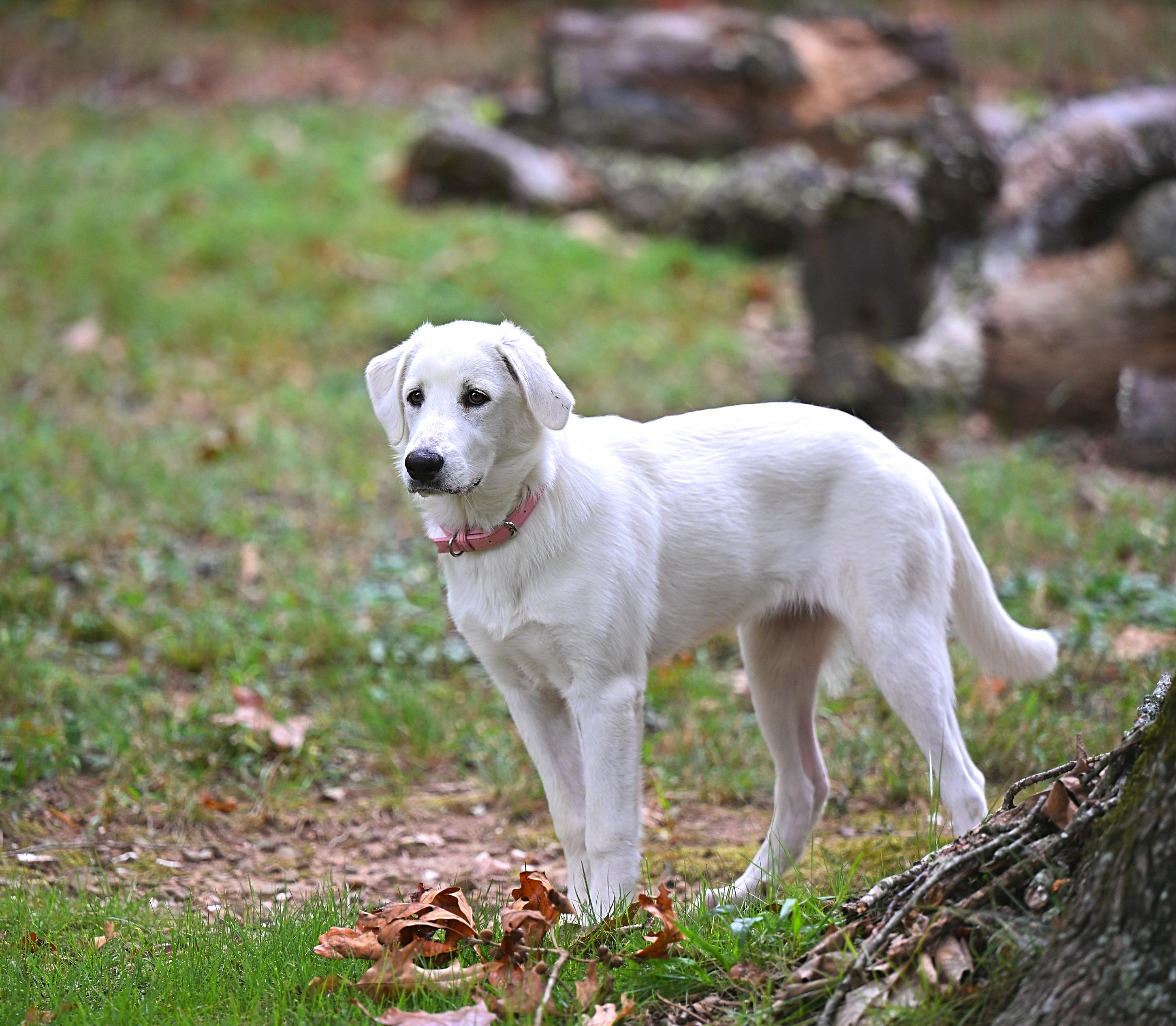 Enlarge Coco Chanel (Coco), a Adoptable mixed breed in Plaistow, NH image 3/5