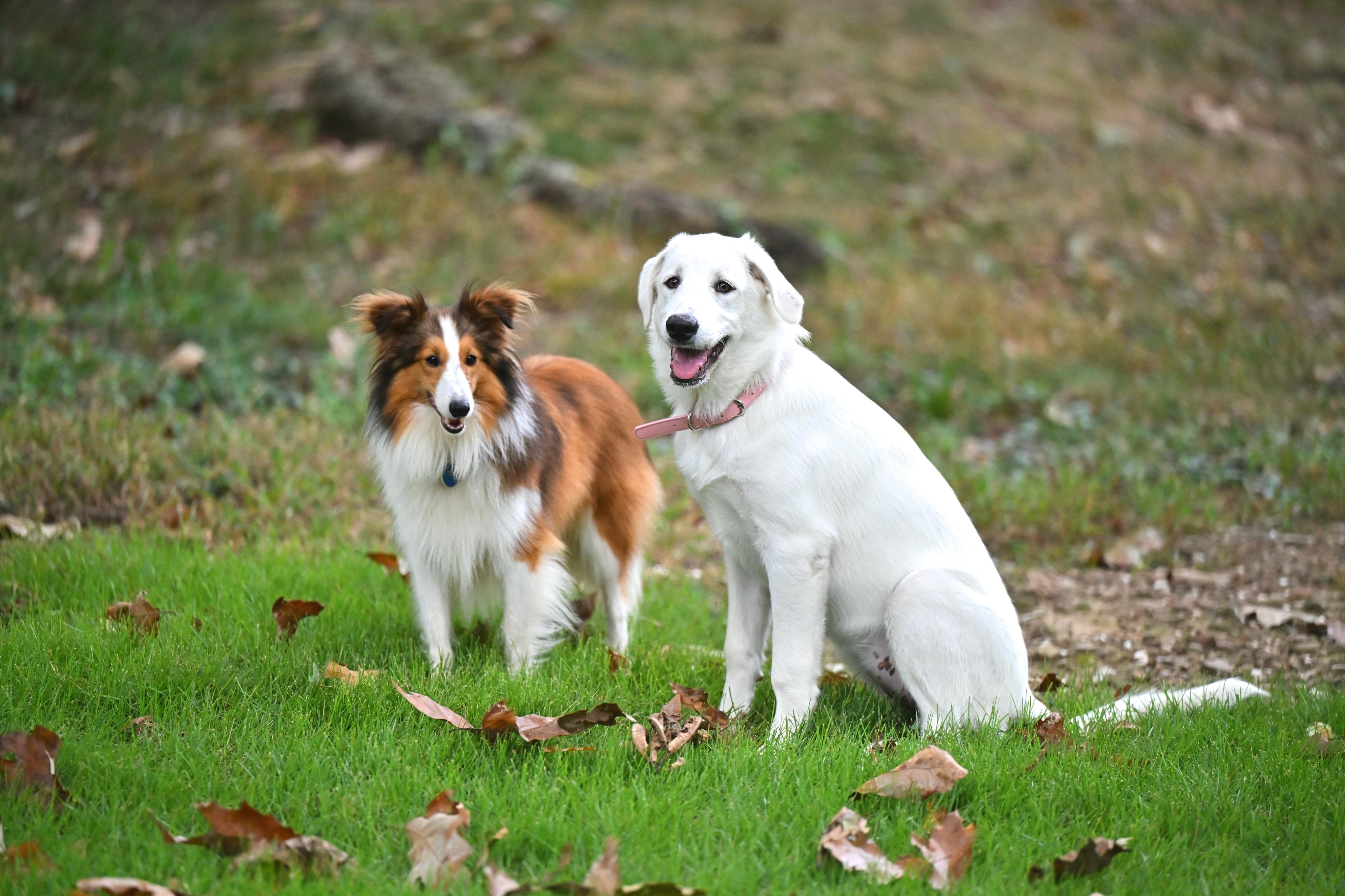 Enlarge Coco Chanel (Coco), a Adoptable mixed breed in Plaistow, NH image 4/5