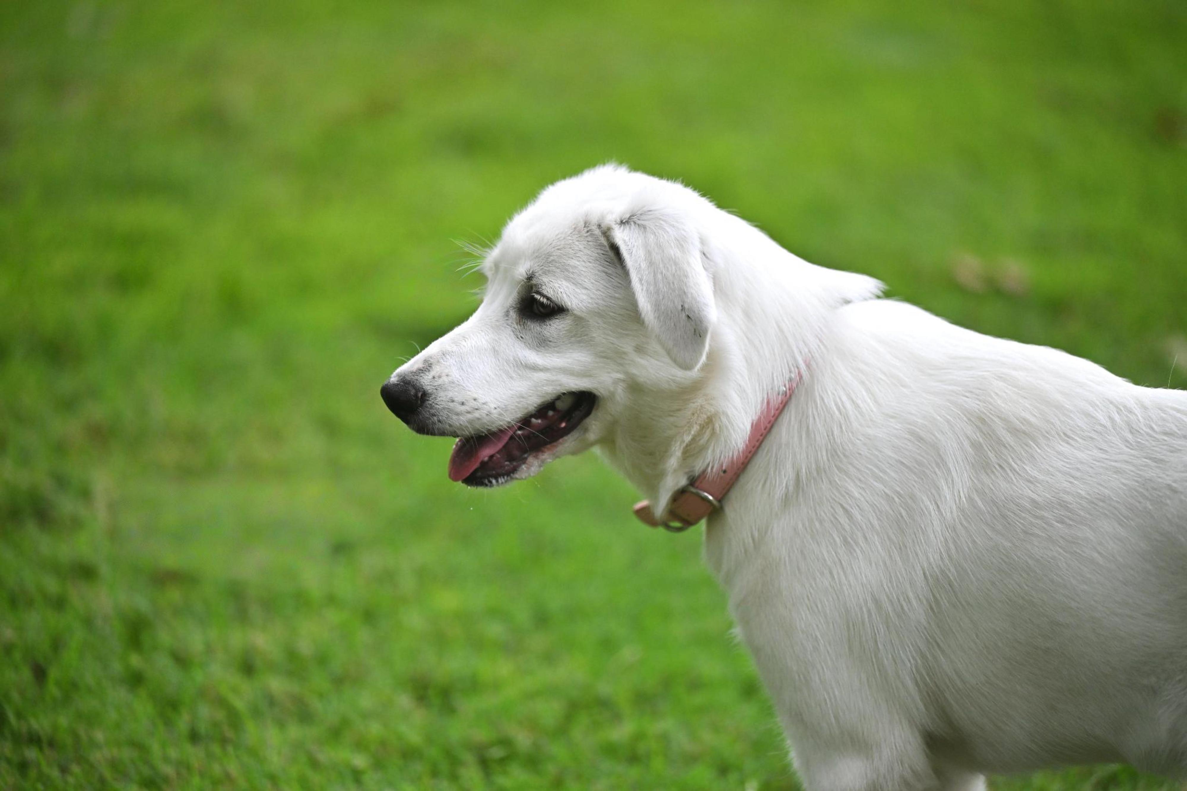 Enlarge Coco Chanel (Coco), a Adoptable mixed breed in Plaistow, NH image 2/5