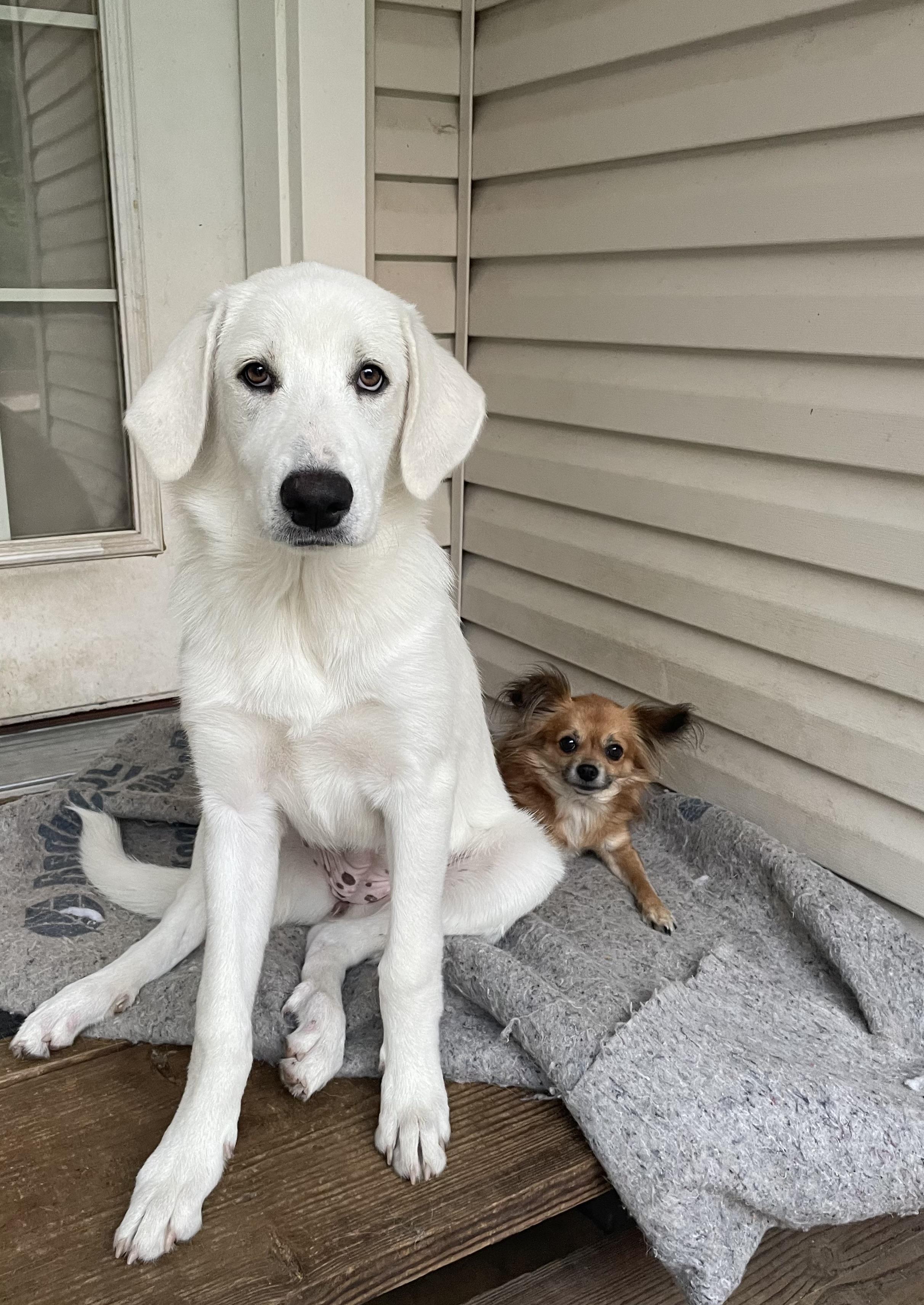 Coco Chanel (Coco), Adoptable, Puppy Female Australian Shepherd & Great Pyrenees.