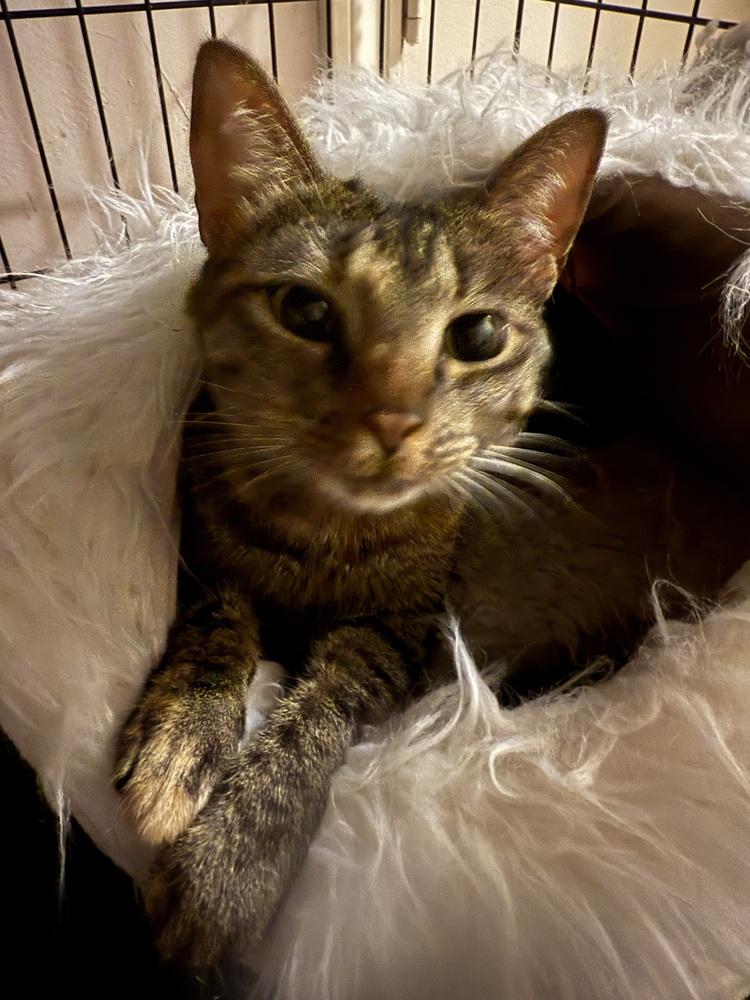 Roxie Cain — thumbnail 2