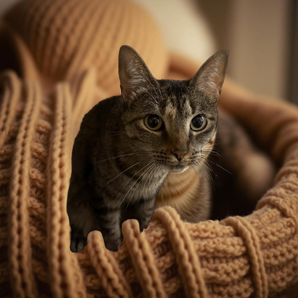 Roxie Cain — thumbnail 5