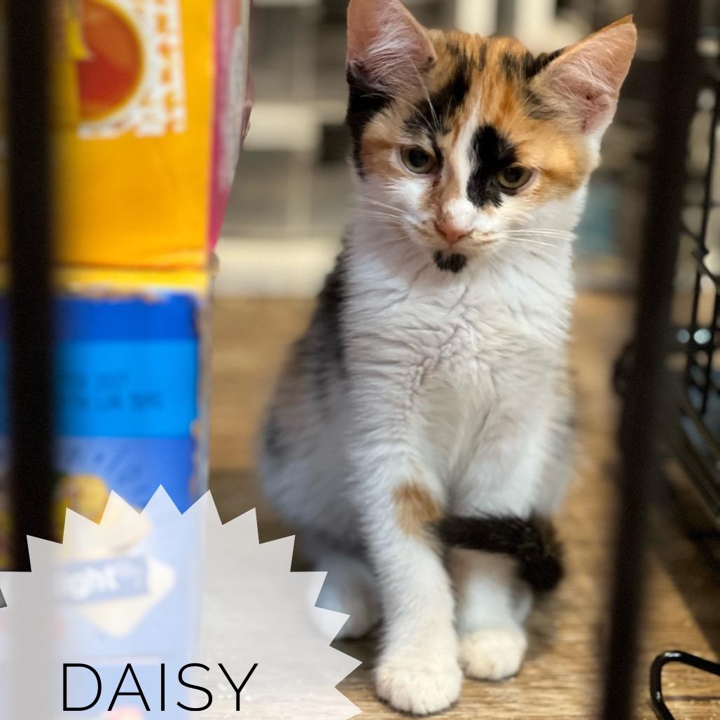 Enlarge Daisy, a Adoptable Domestic Short Hair in Simi Valley, CA image 2/2