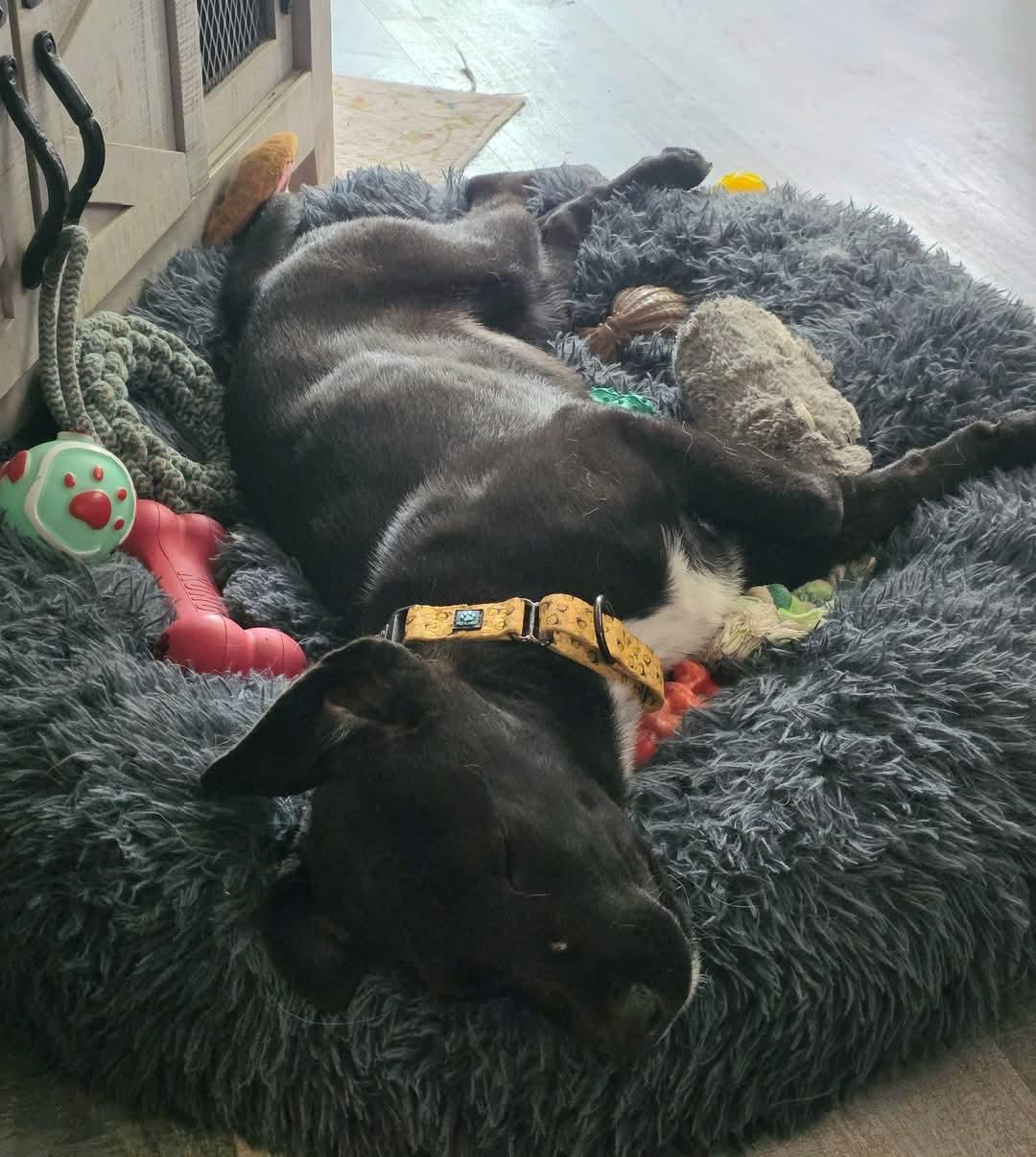 Shirley, Adopted, Young Female Labrador Retriever.