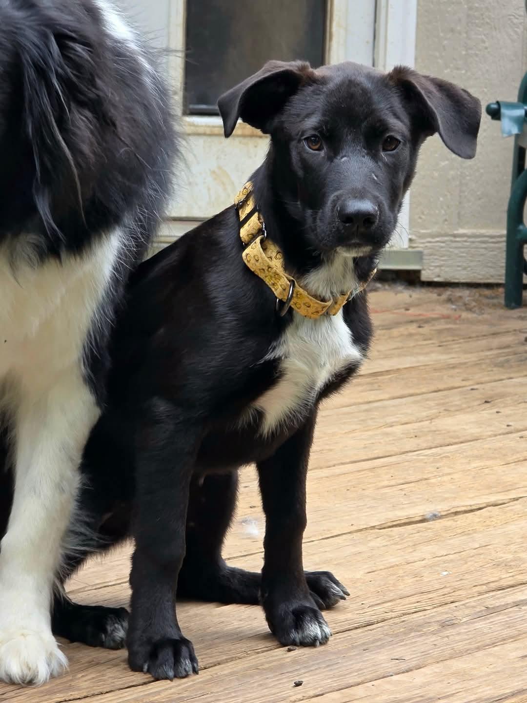 Shirley, a Adopted Labrador Retriever in Merriam, KS image 2/2
