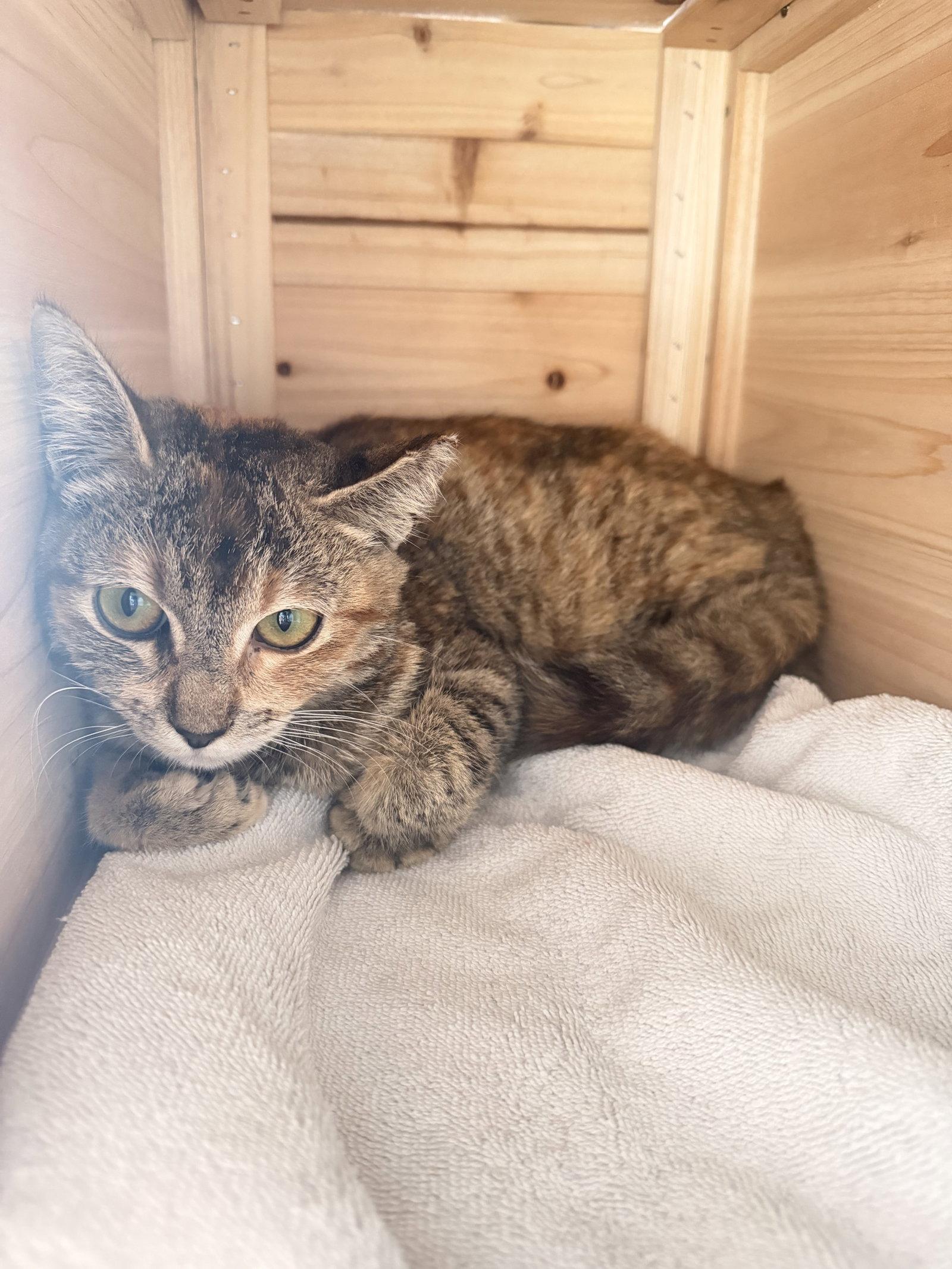 Honey 2, Adoptable, Adult Female Torbie & Domestic Short Hair.