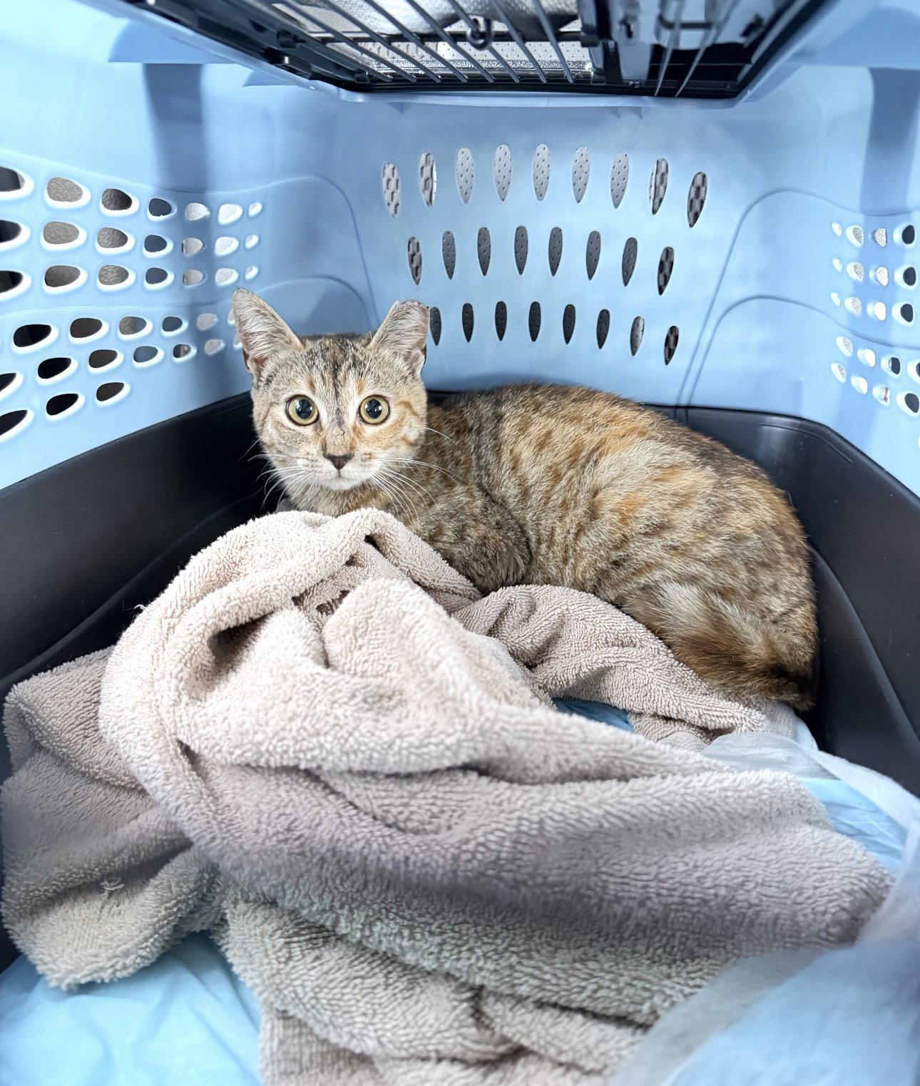Enlarge Honey 2, a Adoptable mixed breed in Riverside, CA image 2/3