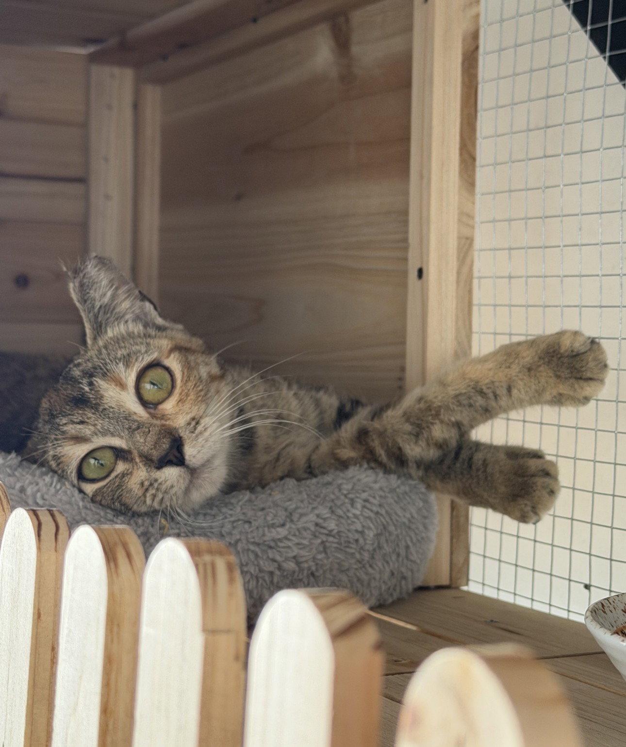 Enlarge Honey 2, a Adoptable mixed breed in Riverside, CA image 3/3