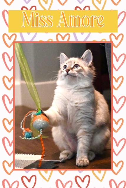 Amore, adopted, Young Female Domestic Medium Hair.