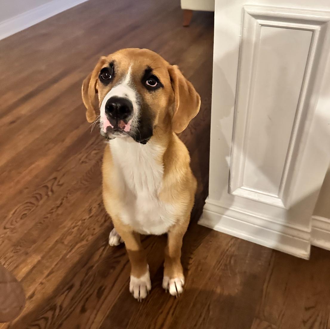 Louie
