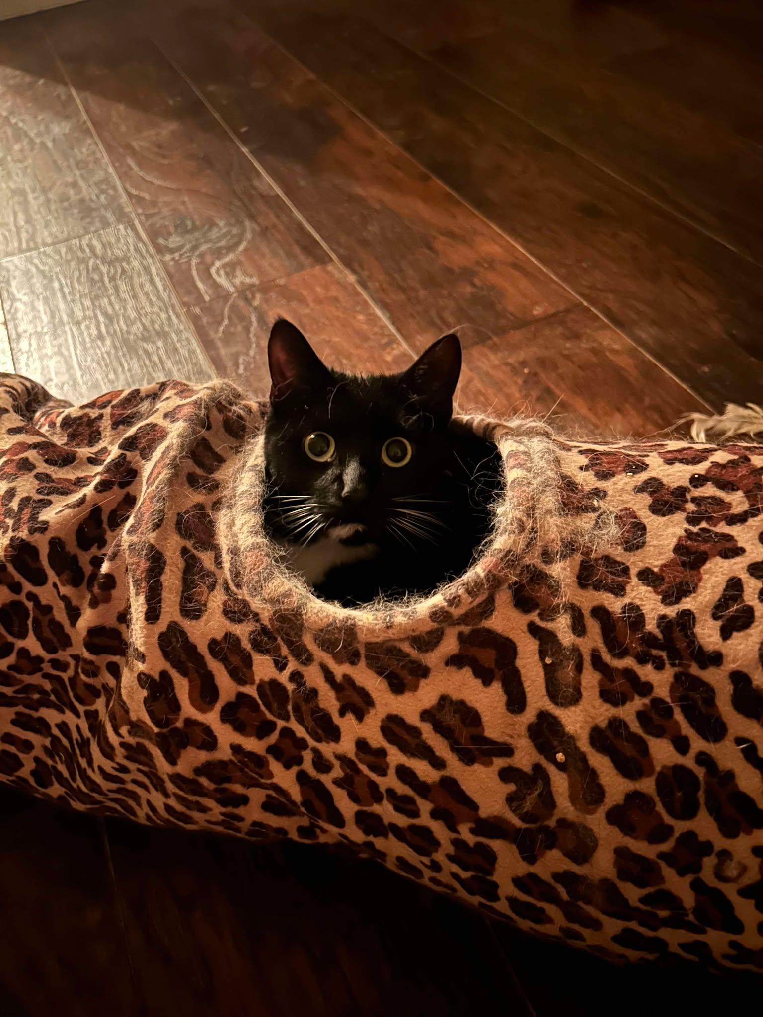 Enlarge Moose, a Adoptable Tuxedo in North Haledon, NJ image 1/2