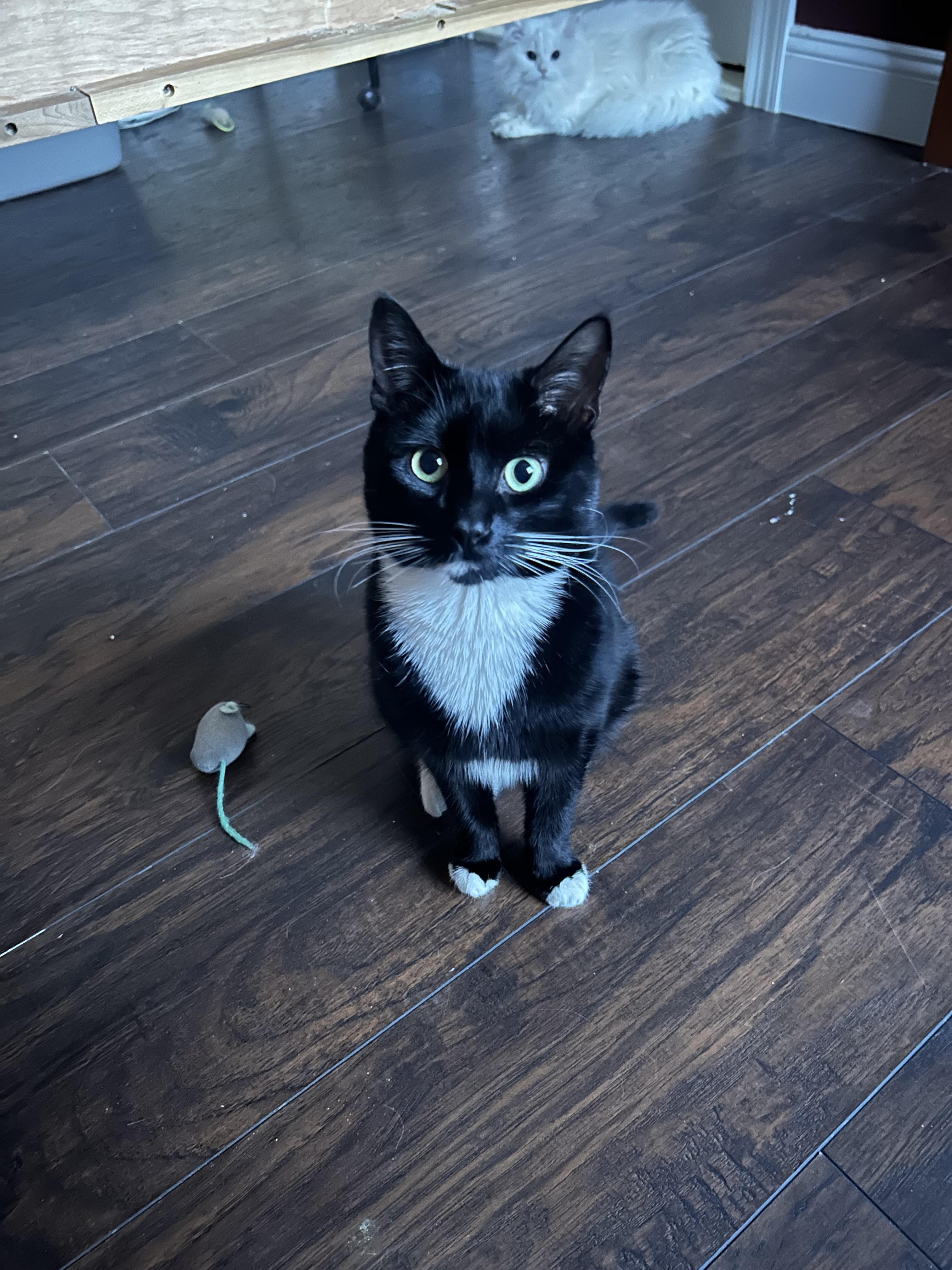 Enlarge Moose, a Adoptable Tuxedo in North Haledon, NJ image 2/2