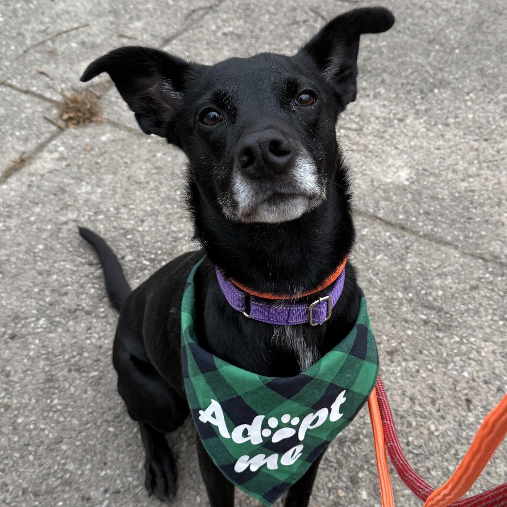 Enlarge Tripp, a Adoptable mixed breed in Staten Island, NY image 1/5