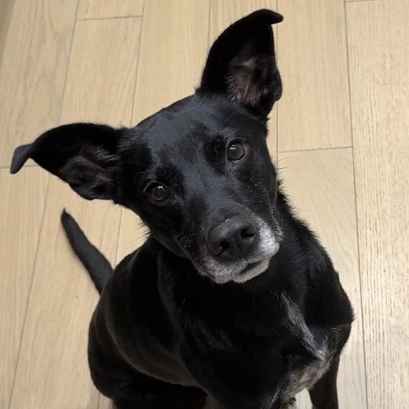 Enlarge Tripp, a Adoptable mixed breed in Staten Island, NY image 2/5