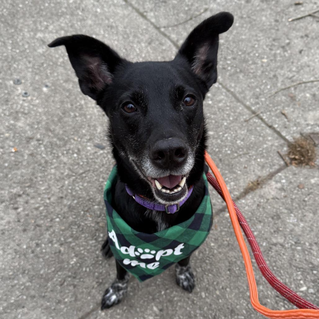Enlarge Tripp, a Adoptable mixed breed in Staten Island, NY image 3/5