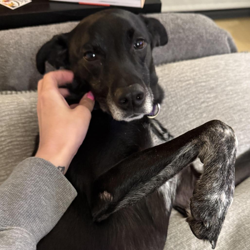 Enlarge Tripp, a Adoptable mixed breed in Staten Island, NY image 4/5