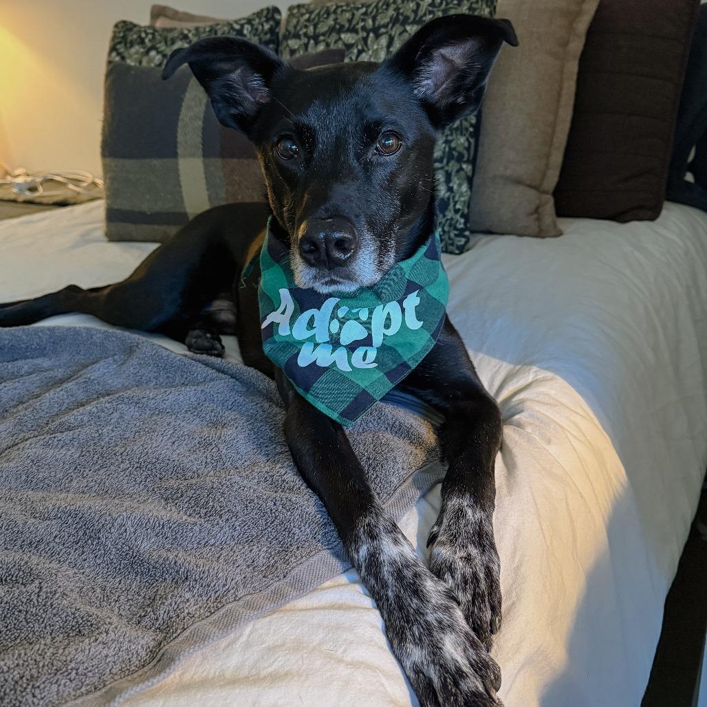 Enlarge Tripp, a Adoptable mixed breed in Staten Island, NY image 5/5