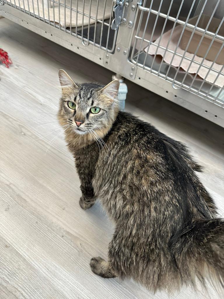 Enlarge Aa, a Adoptable mixed breed in Sandy, UT image 1/2