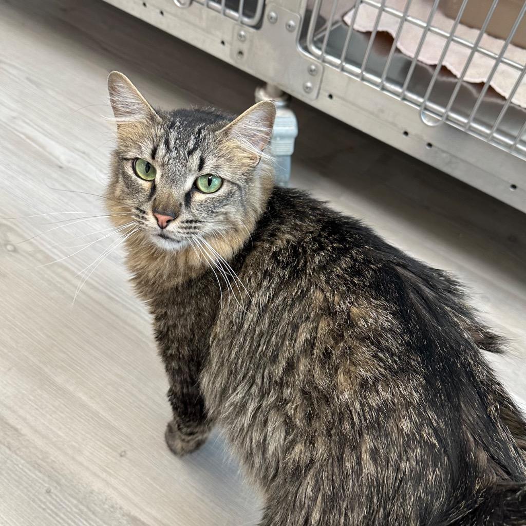 Enlarge Aa, a Adoptable mixed breed in Sandy, UT image 2/2