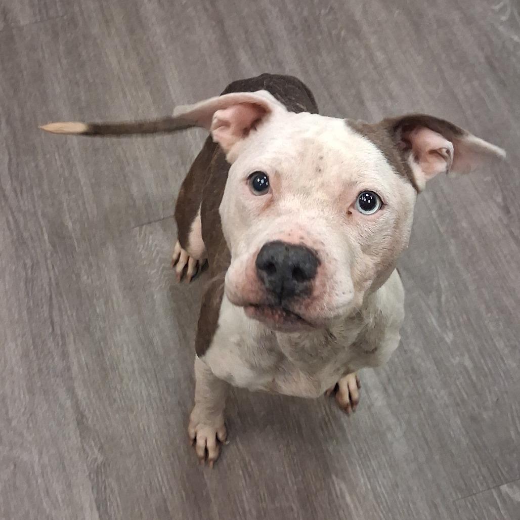 Lexi, Adoptable, Adult Female Pit Bull Terrier & Mixed Breed.