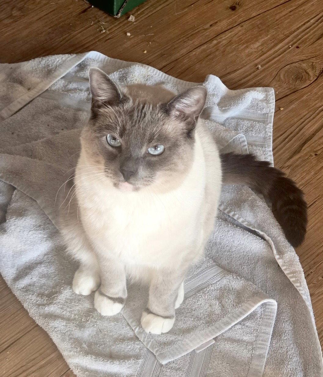 Dobby, Adoptable, Adult Female Siamese.