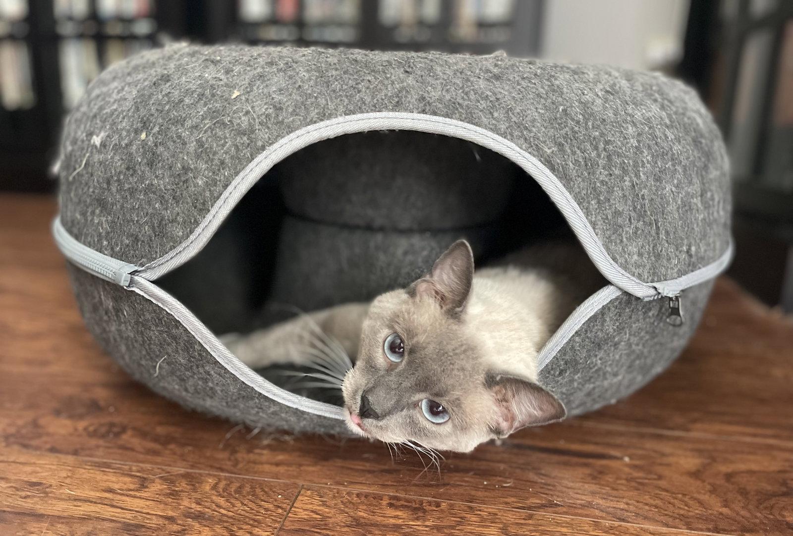 Enlarge Dobby, a Adoptable Siamese in Oxford, MS image 2/3