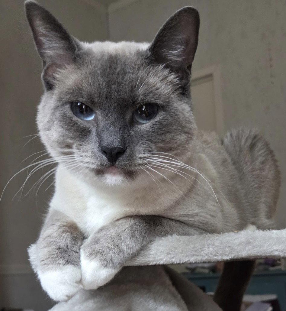 Enlarge Dobby, a Adoptable Siamese in Oxford, MS image 3/3