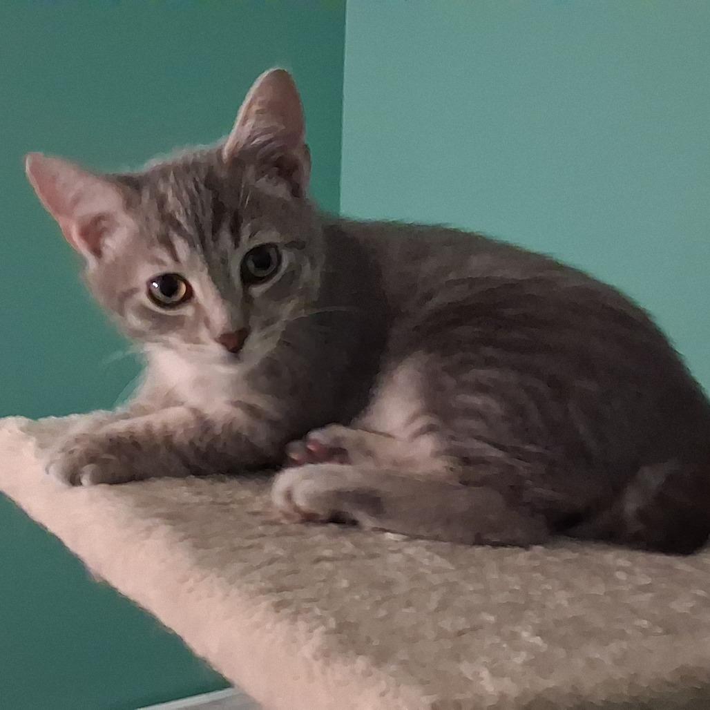 Enlarge Gnocchi, a Adoptable mixed breed in La Grange, KY image 1/3