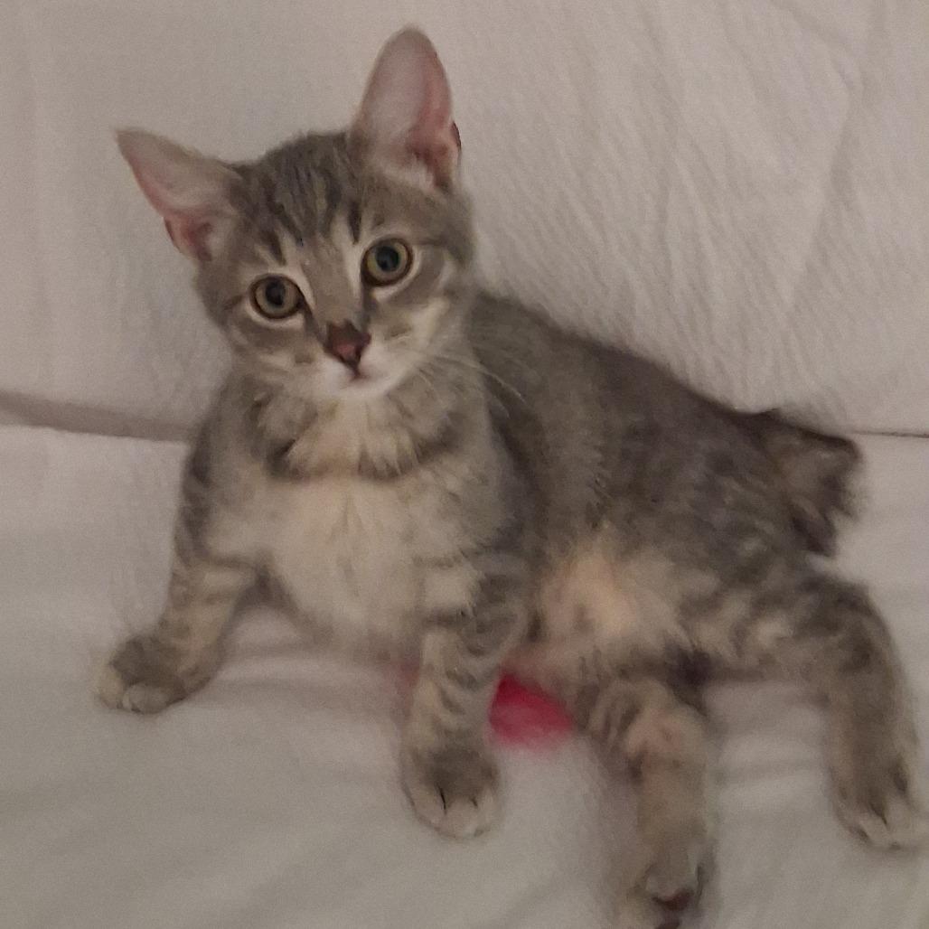 Enlarge Gnocchi, a Adoptable mixed breed in La Grange, KY image 2/3