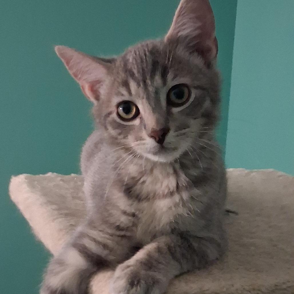 Enlarge Gnocchi, a Adoptable mixed breed in La Grange, KY image 3/3
