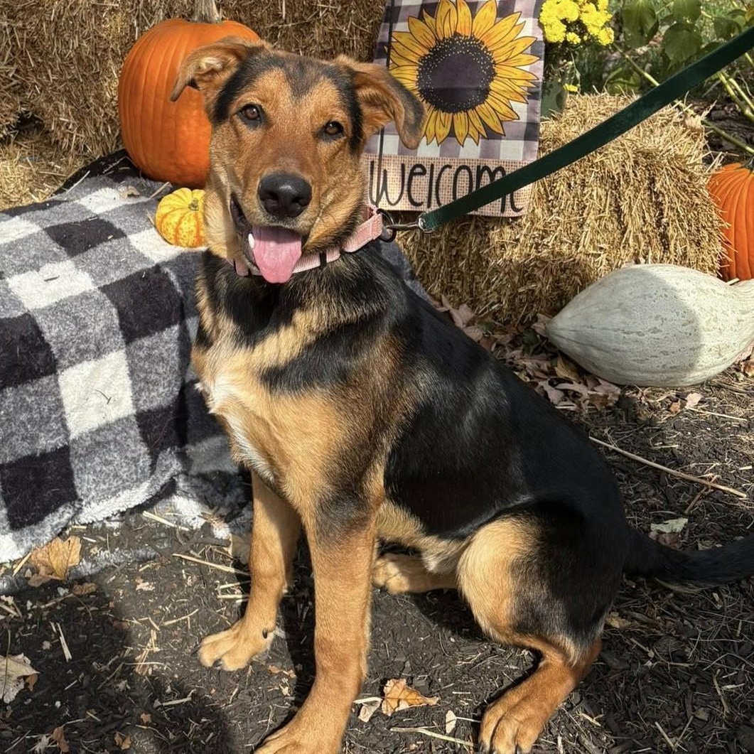 Enlarge Lucky, a Adoptable mixed breed in Bridgewater, NJ image 2/2