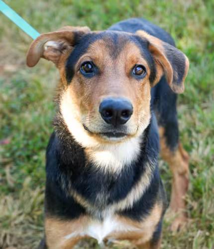 Enlarge Lucky, a Adoptable mixed breed in Bridgewater, NJ image 1/2