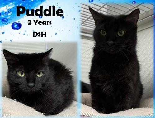 Puddle, ADOPTABLE, Adult Female Domestic Short Hair.