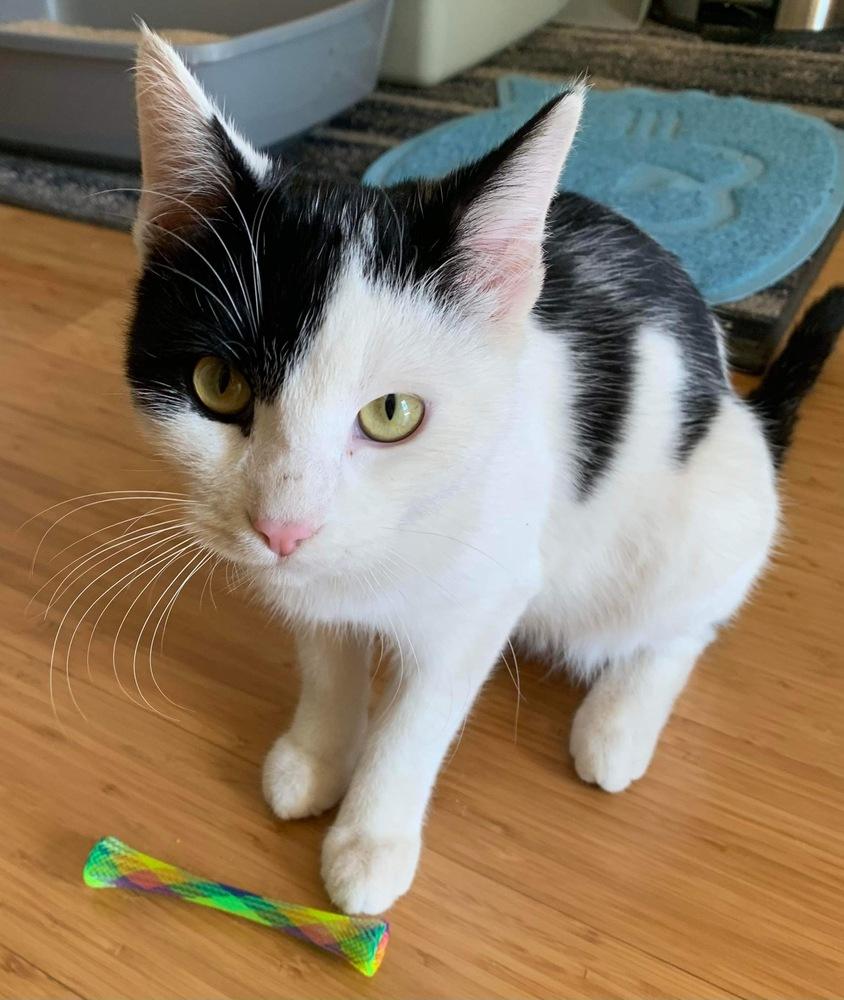 TITO, Adoptable, Young Male Domestic Short Hair.