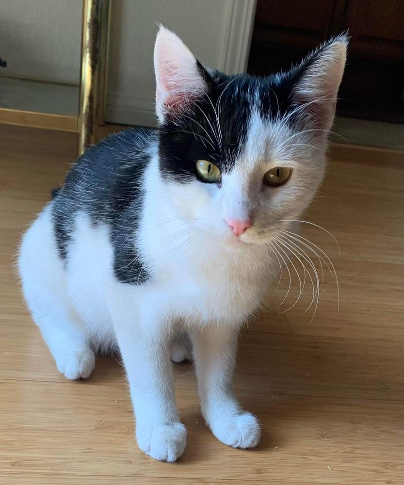 TITO, a Adoptable Domestic Short Hair in Calimesa, CA image 2/2