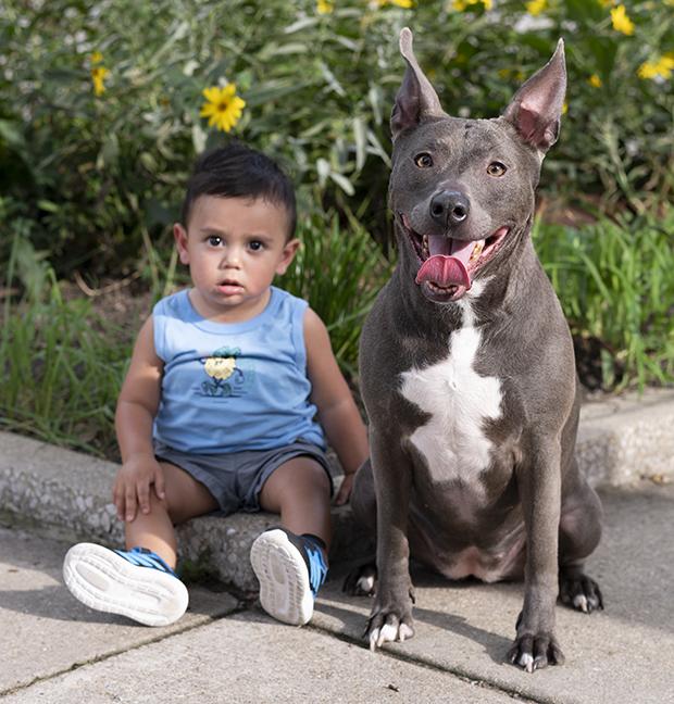Enlarge Roxy, a Adoptable American Bully in Chicago, IL image 4/6