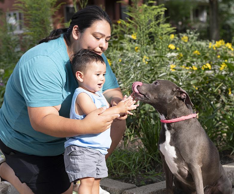 Enlarge Roxy, a Adoptable American Bully in Chicago, IL image 5/6