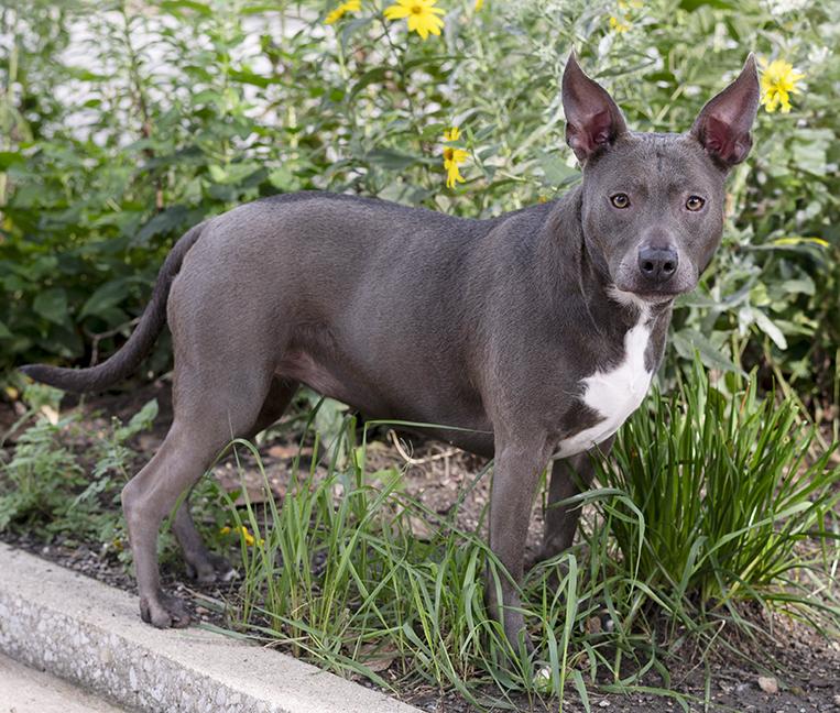Enlarge Roxy, a Adoptable American Bully in Chicago, IL image 6/6