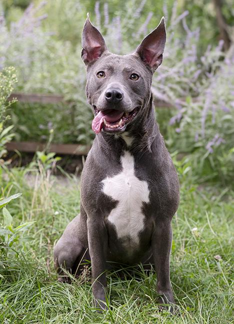 Enlarge Roxy, a Adoptable American Bully in Chicago, IL image 2/6