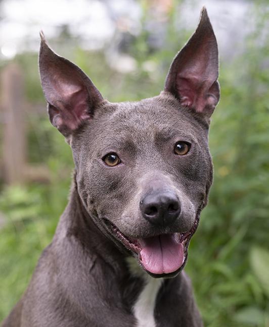 Enlarge Roxy, a Adoptable American Bully in Chicago, IL image 1/6