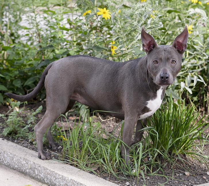 Enlarge Roxy, a Adoptable American Bully in Chicago, IL image 3/6
