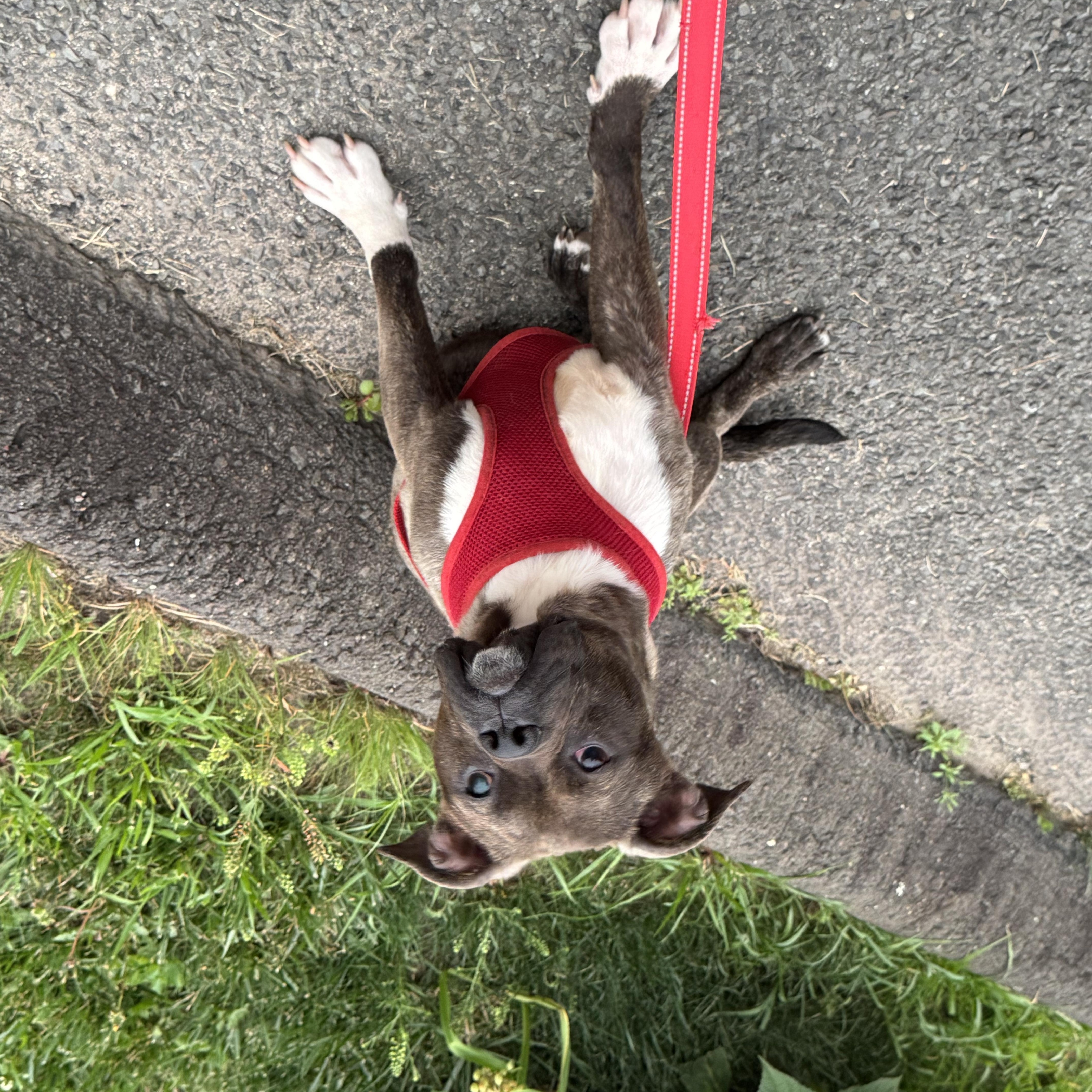 Bugsy, ADOPTABLE, Adult Male Pit Bull Terrier.